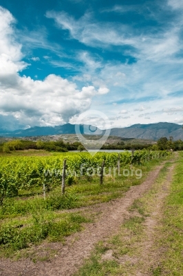 Camino del viñedo Aim Karim en Villa de Leyva, Boyacá, Colombi