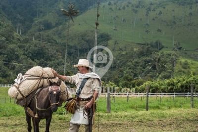 Arriero y su mula en el Valle del Cocora, Colombia