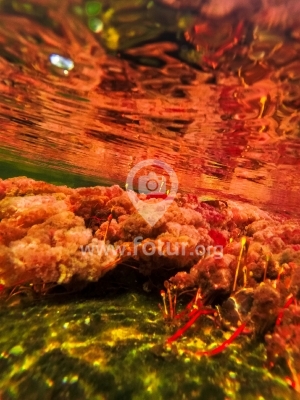 Macarenia Clavigera fotografía subacuática
