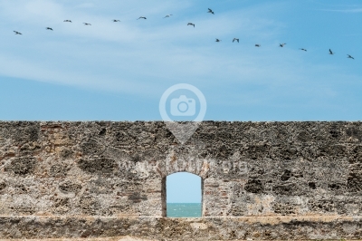 Pelícanos cruzan las Murallas de Cartagena