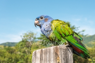Pequeña ave de colores en la selva del Caquetá