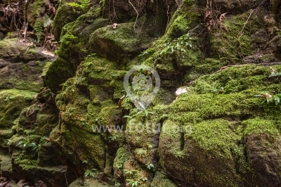 Piedra con musgo, naturaleza extrema Caquetá