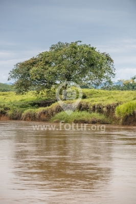 Árbol en la orilla del río Orteguaza