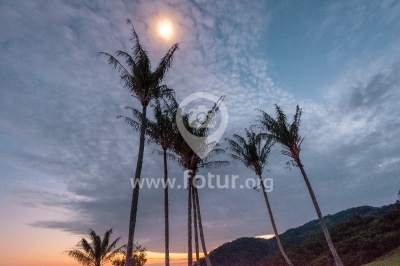Luna en medio de palmeras en Caquetá