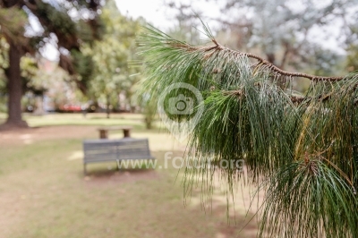 Rama de pino — Parque El Chicó, Bogotá