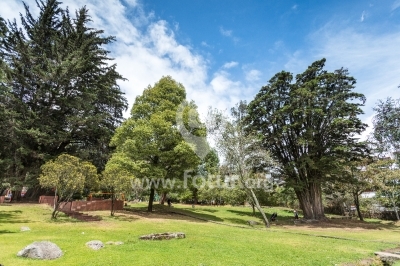 Árboles frondosos — Parque El Chicó, Bogotá
