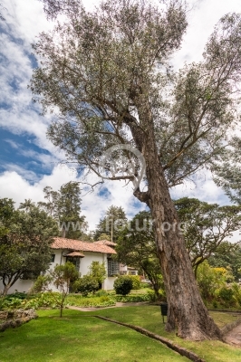 Viejo árbol — Parque El Chicó, Bogotá