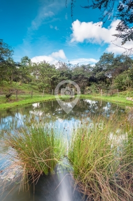 Estanque en el Jardín Botánico — Bogotá, Colombia