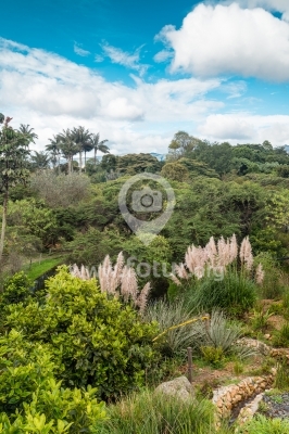 Arbustos en el Jardín Botánico — Bogotá, Colombia