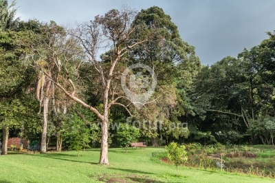 Arbol en el Jardín Botánico — Bogotá, Colombia