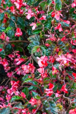 Flores rojas en el Jardín Botánico — Bogotá, Colombia